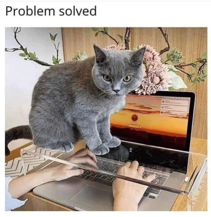 meme kucing di depan laptop
