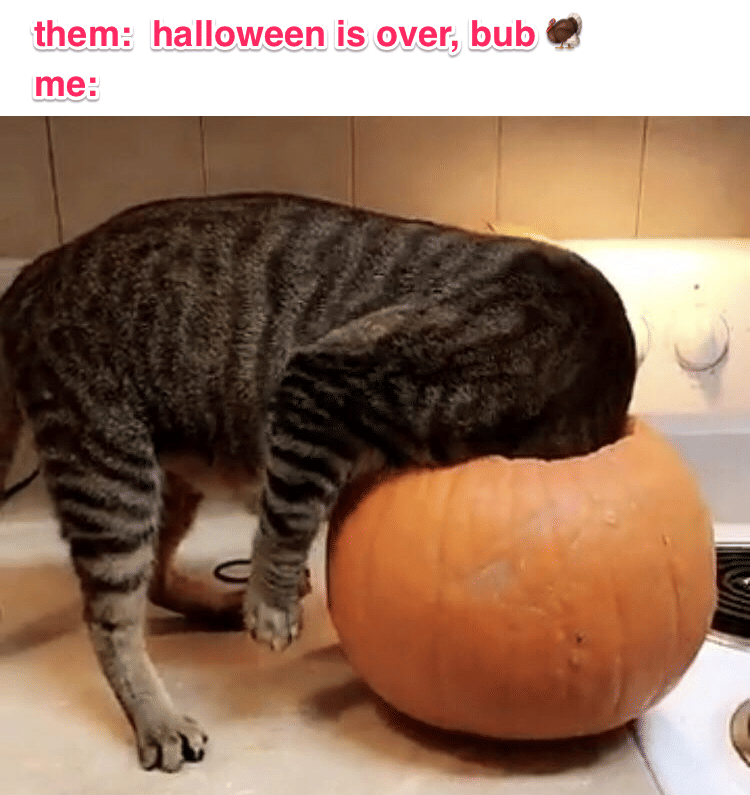meme kucing tentang Halloween