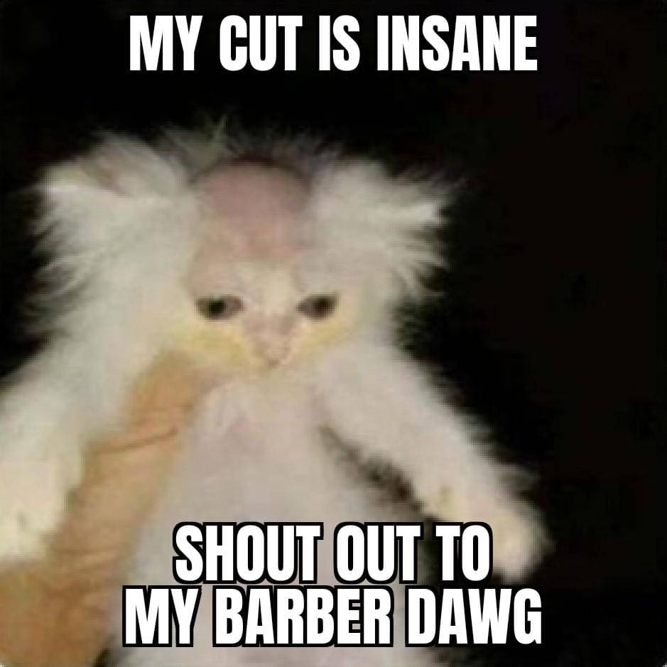 meme gaya rambut kucing