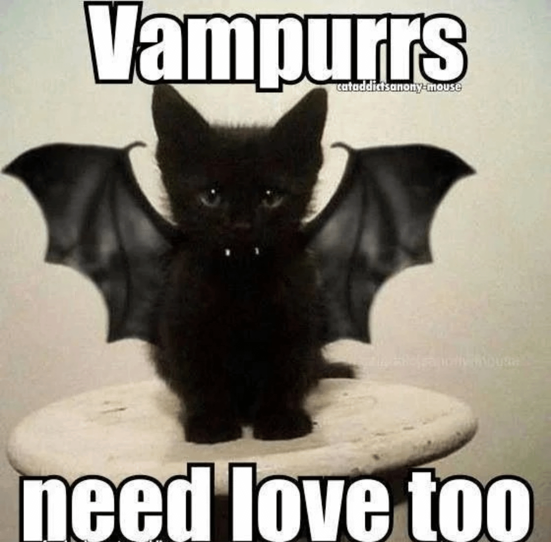 meme kucing tentang Halloween