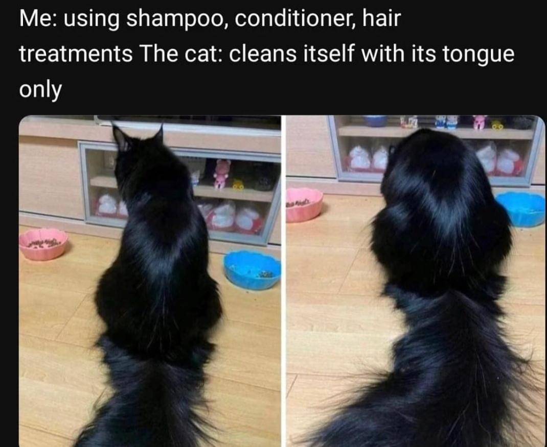 meme gaya rambut kucing