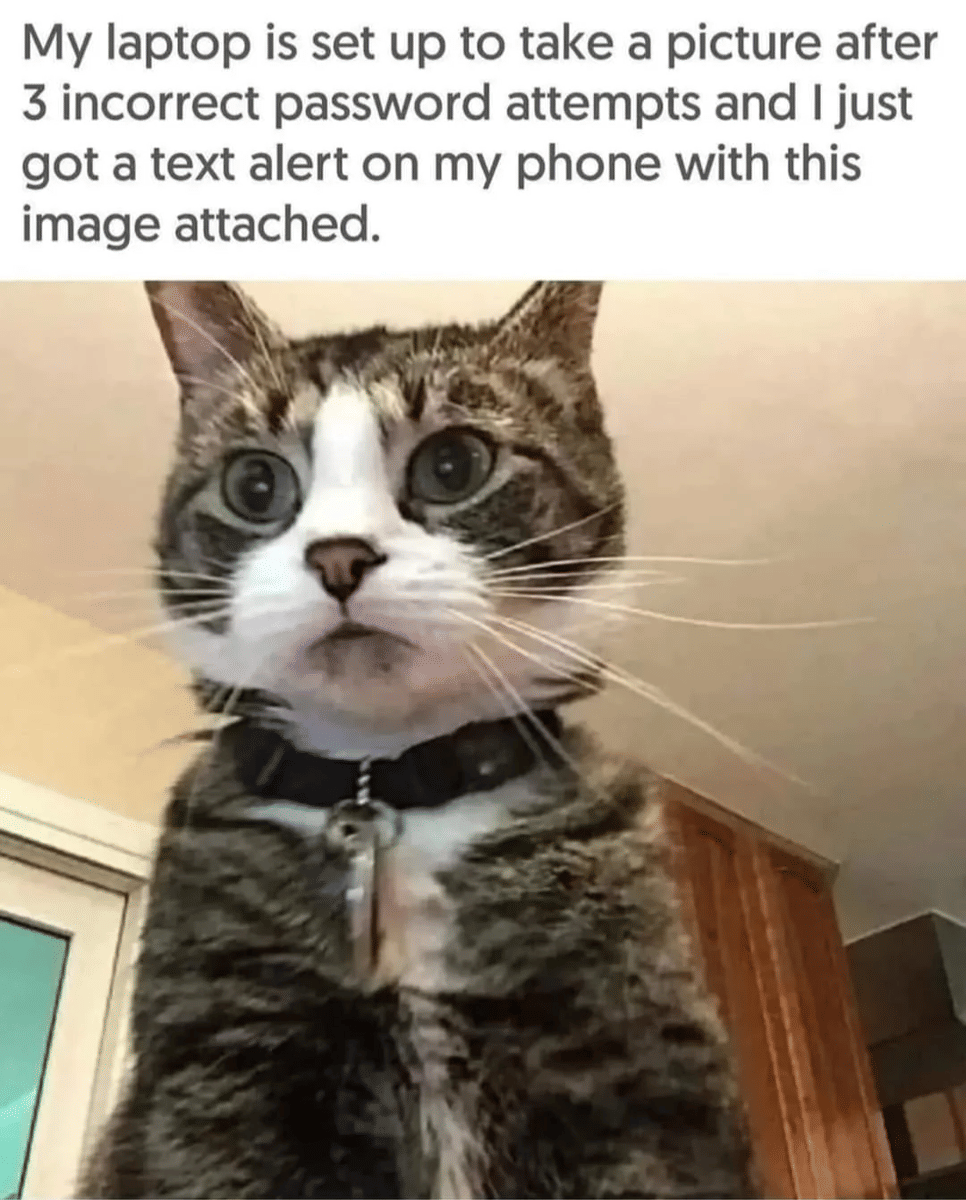 meme kucing di depan laptop