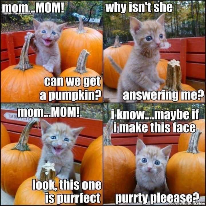 meme kucing tentang Halloween
