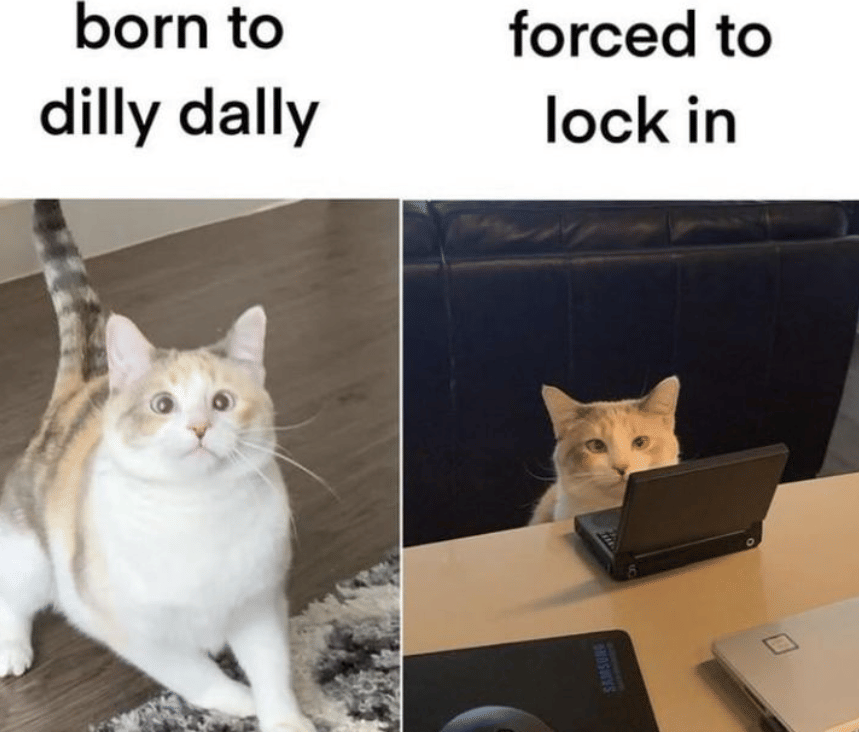 meme kucing di depan laptop