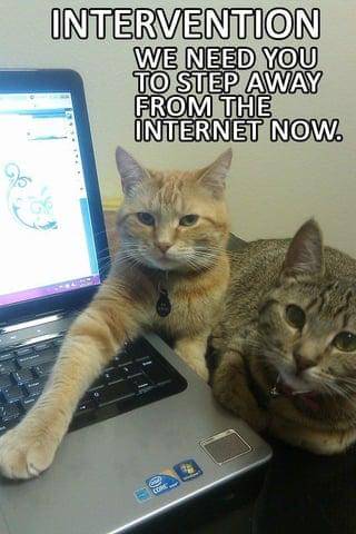 meme kucing di depan laptop