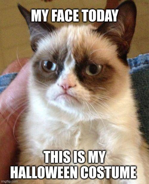 meme kucing tentang Halloween