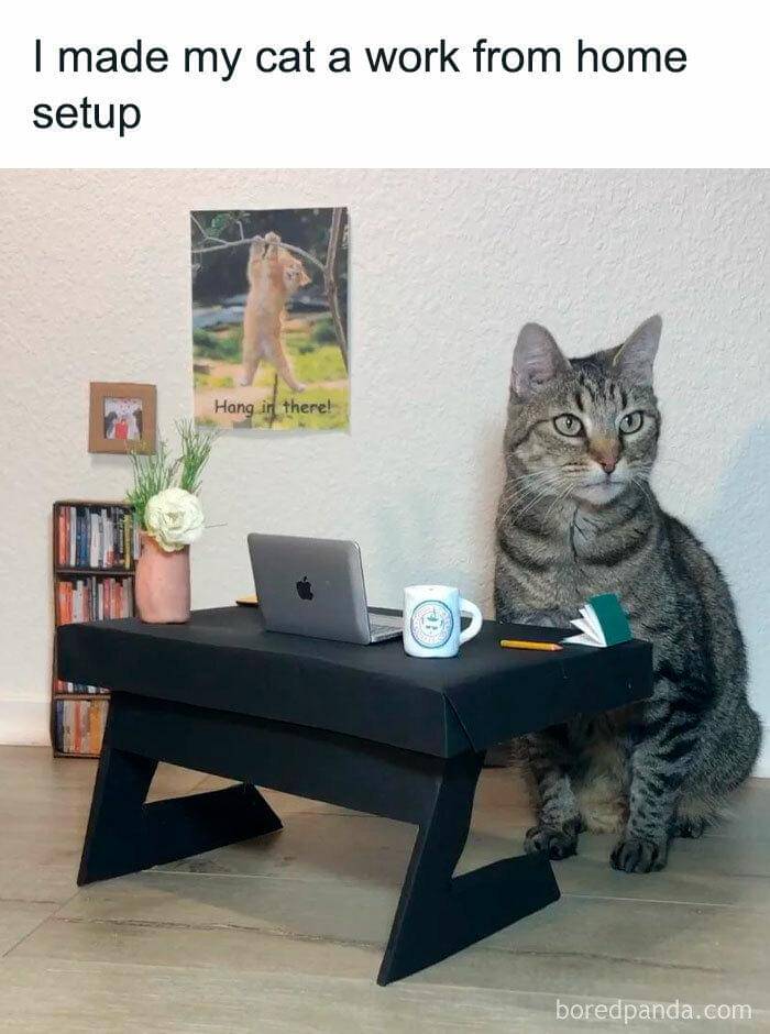 meme kucing di depan laptop