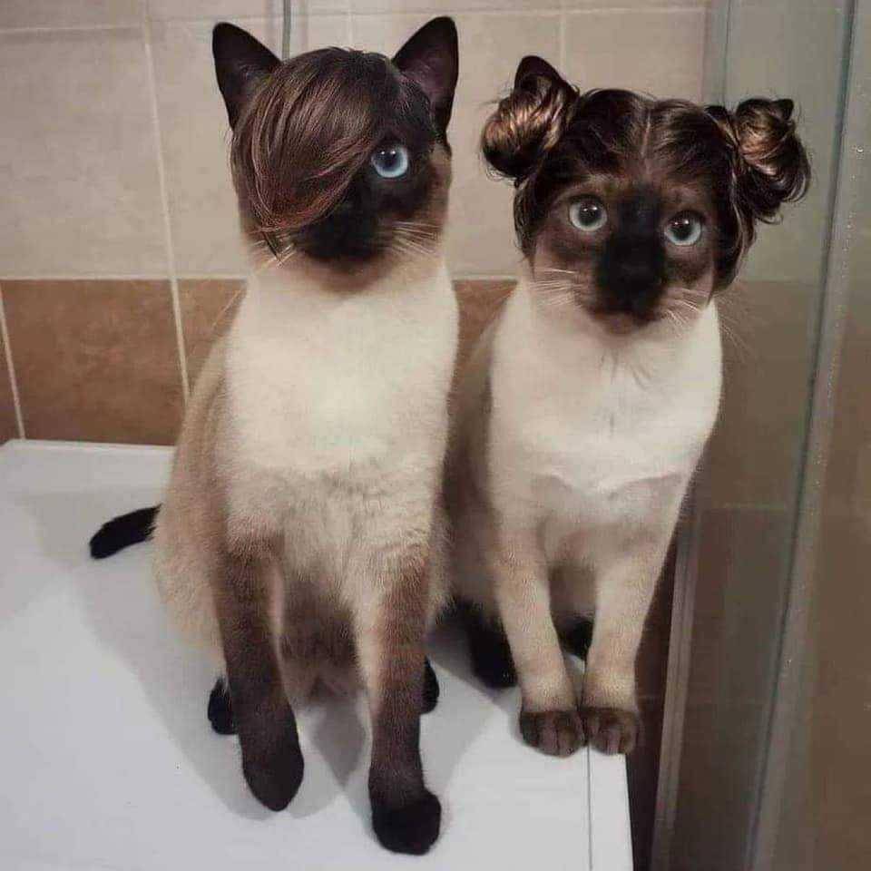 meme gaya rambut kucing