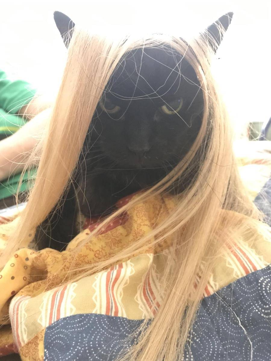 meme gaya rambut kucing