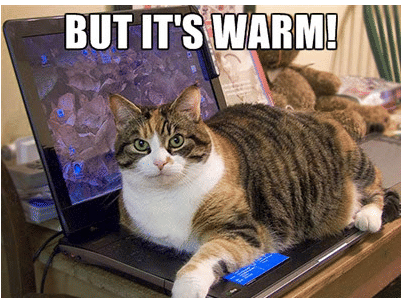 meme kucing di depan laptop