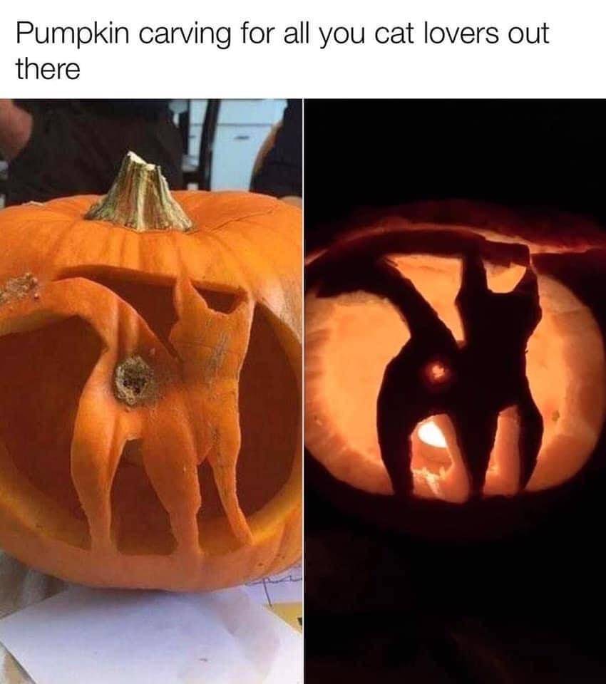meme kucing tentang Halloween