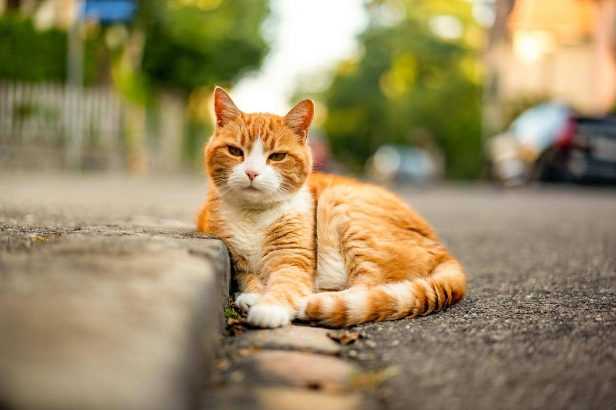 kucing oranye di pinggir jalan