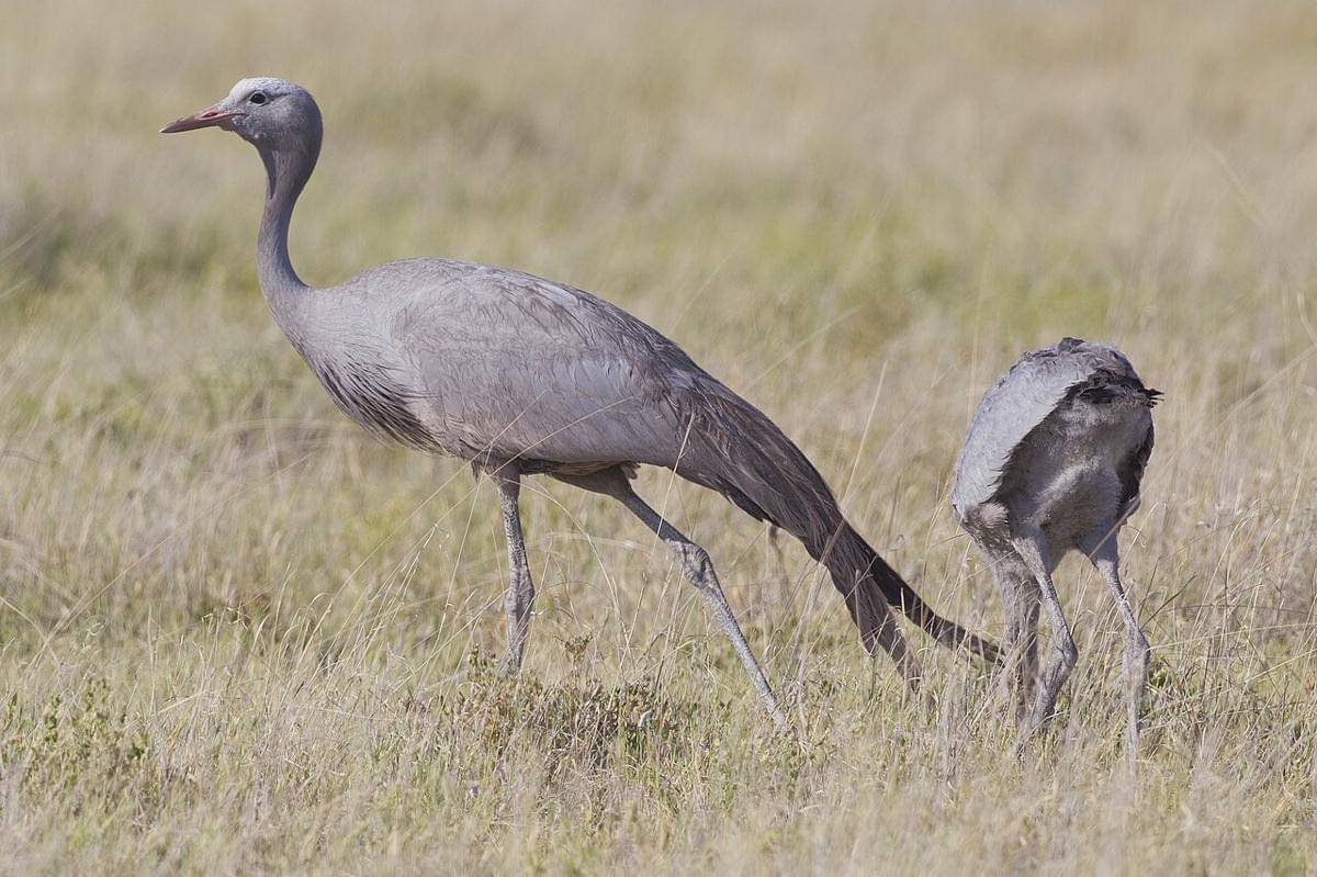 burung jenjang biru