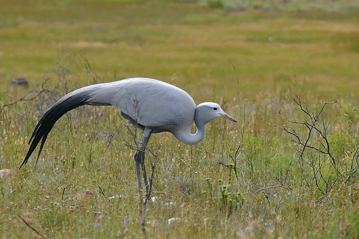 burung jenjang biru
