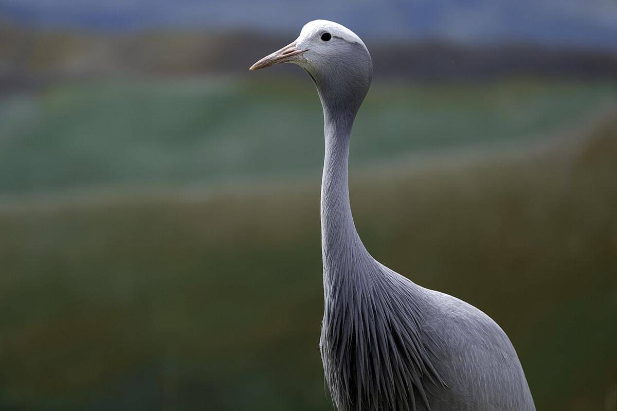 burung jenjang biru