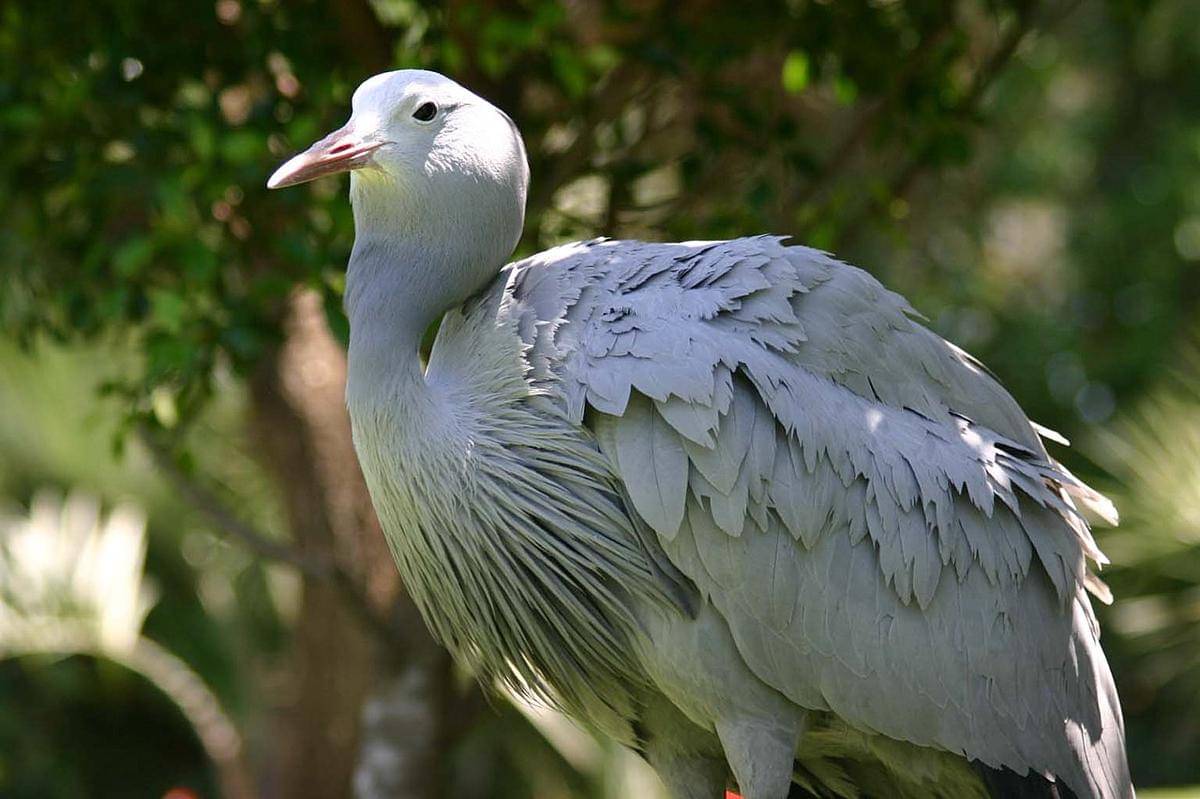 burung jenjang biru