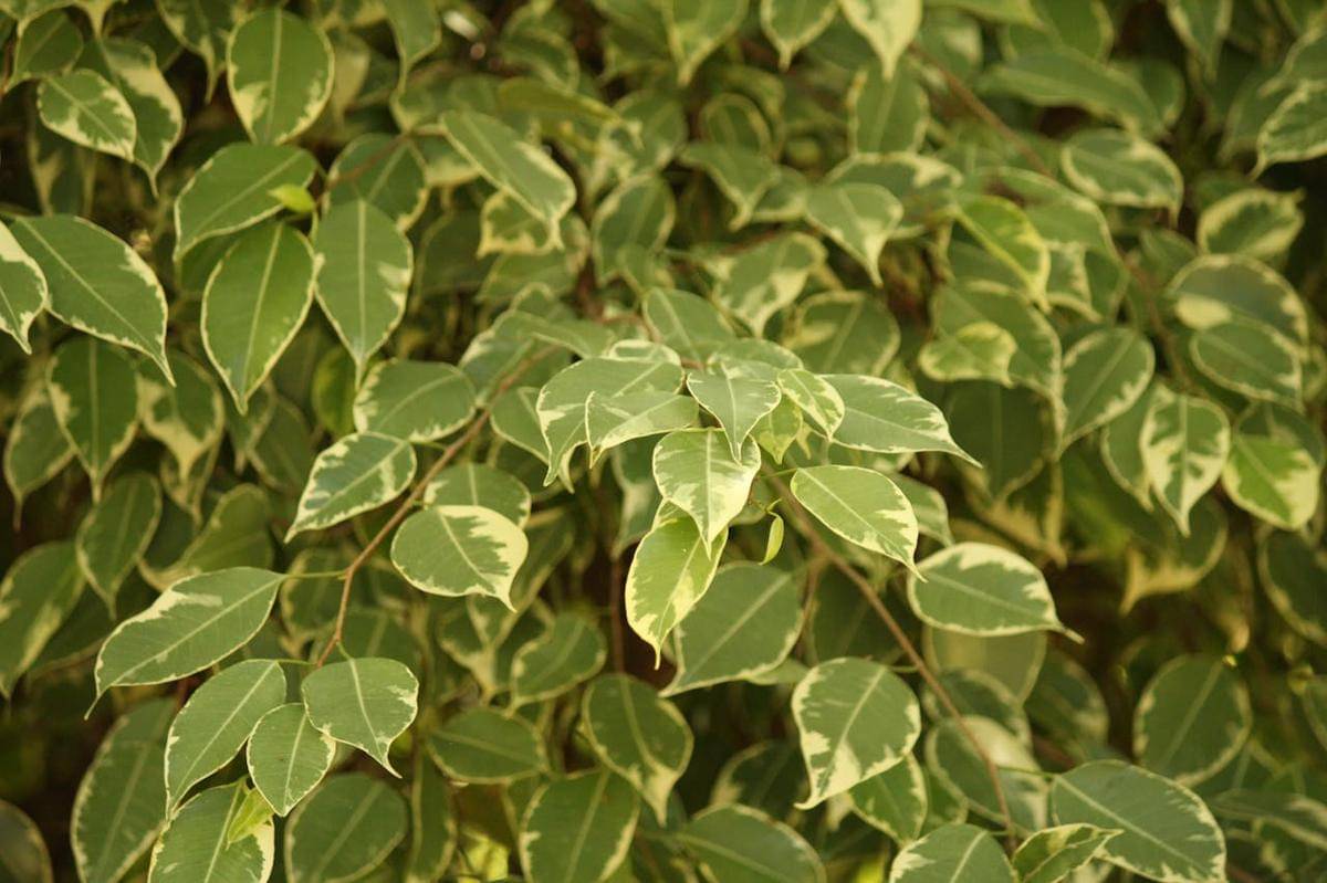 ilustrasi tanaman Ficus benjamina