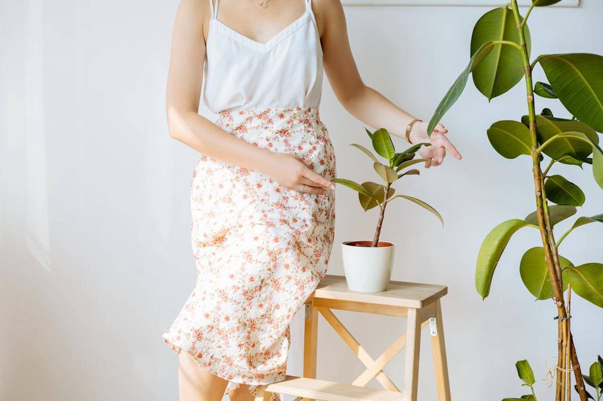 ilustrasi tanaman Ficus Elastica atau Rubber Plant