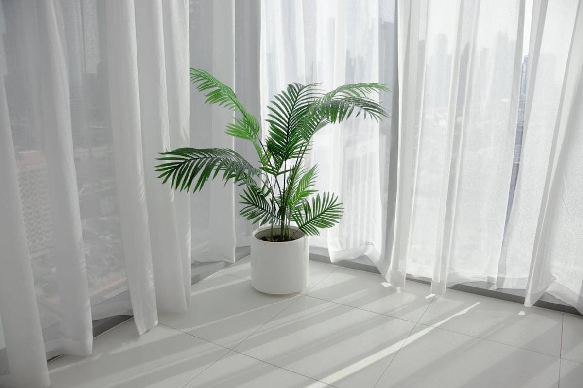 ilustrasi tanaman palem areca palm