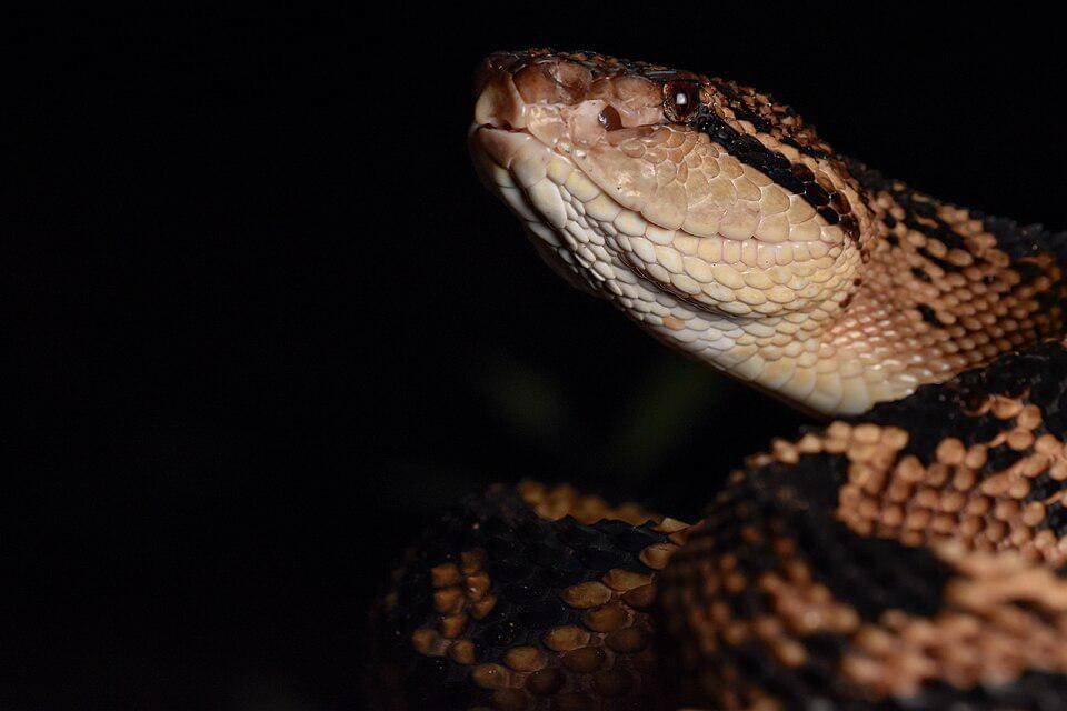 Racun pada bisa mura semak amerika memiliki efek yang sangat beragam.