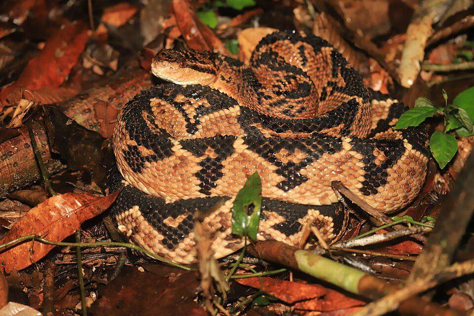 mura semak amerika tinggal di hutan hujan tropis