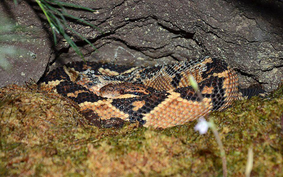 Mura semak amerika mampu berbaur relatif baik dengan lingkungan sekitar.