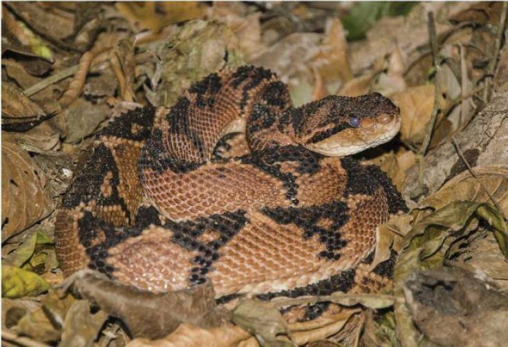 mura semak amerika muda yang sedang siaga