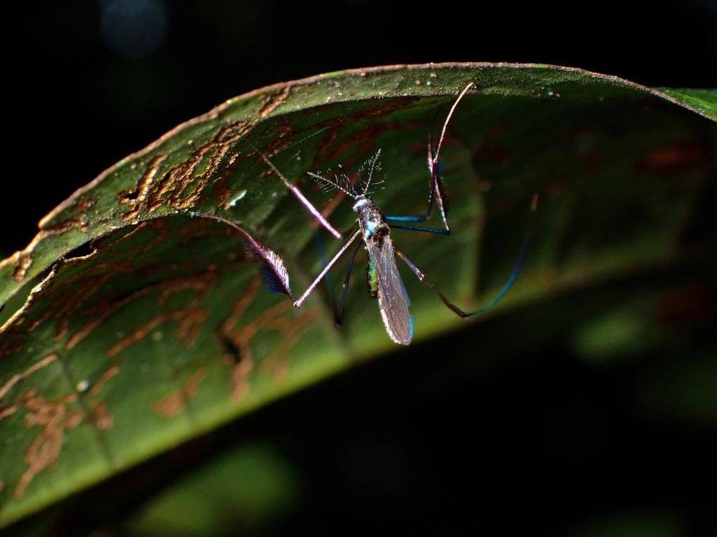 Sabethes cyaneus