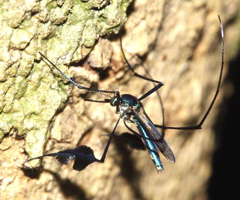 Sabethes cyaneus