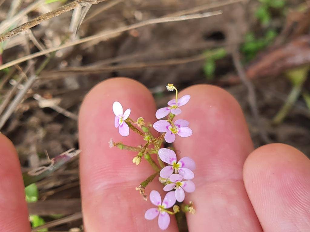 Stylidium debile