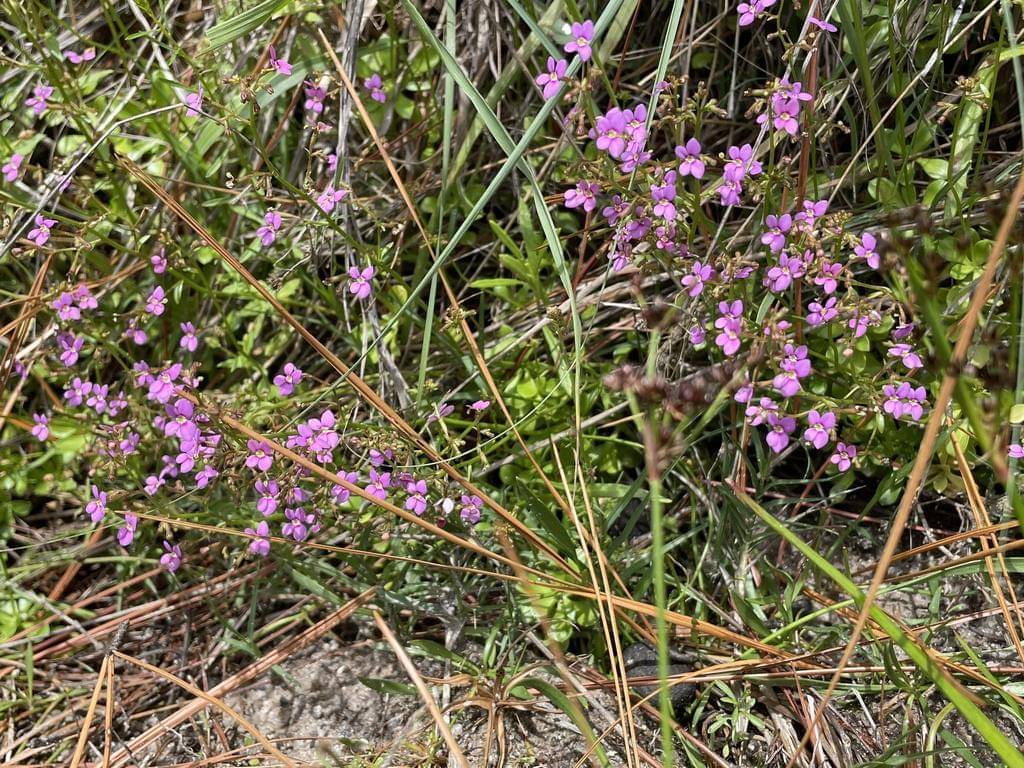 Stylidium debile