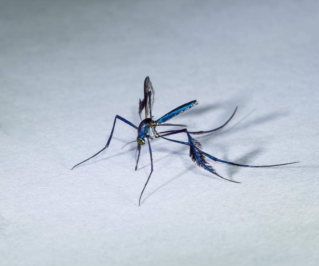 Sabethes cyaneus