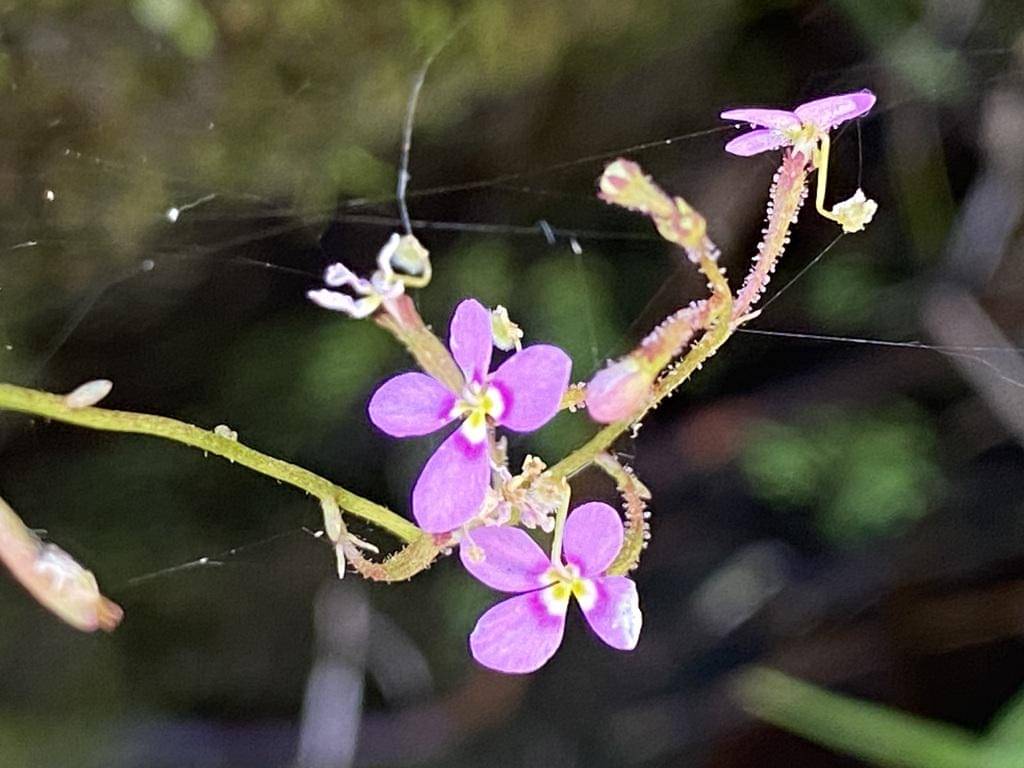 Stylidium debile