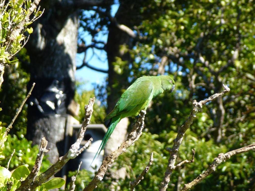 Echo parakeet