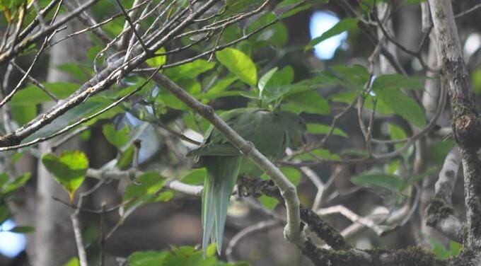 Echo parakeet
