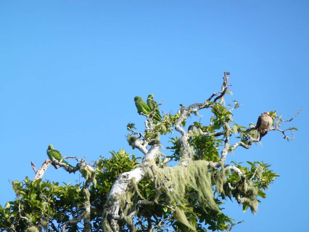 Echo parakeet