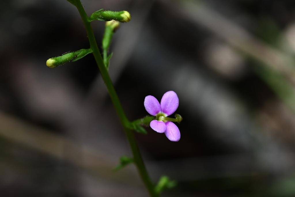 Stylidium debile