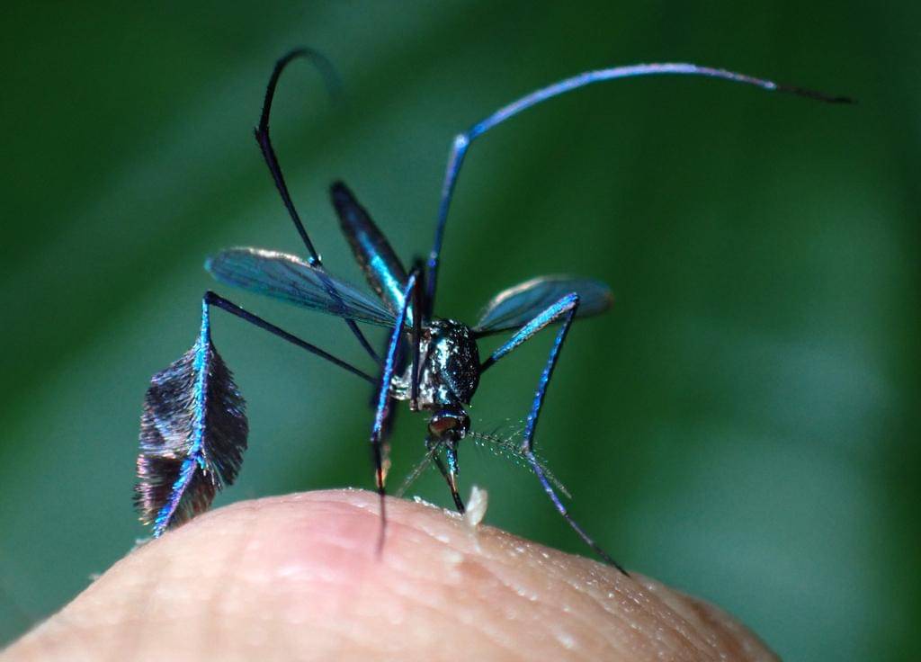 Sabethes cyaneus