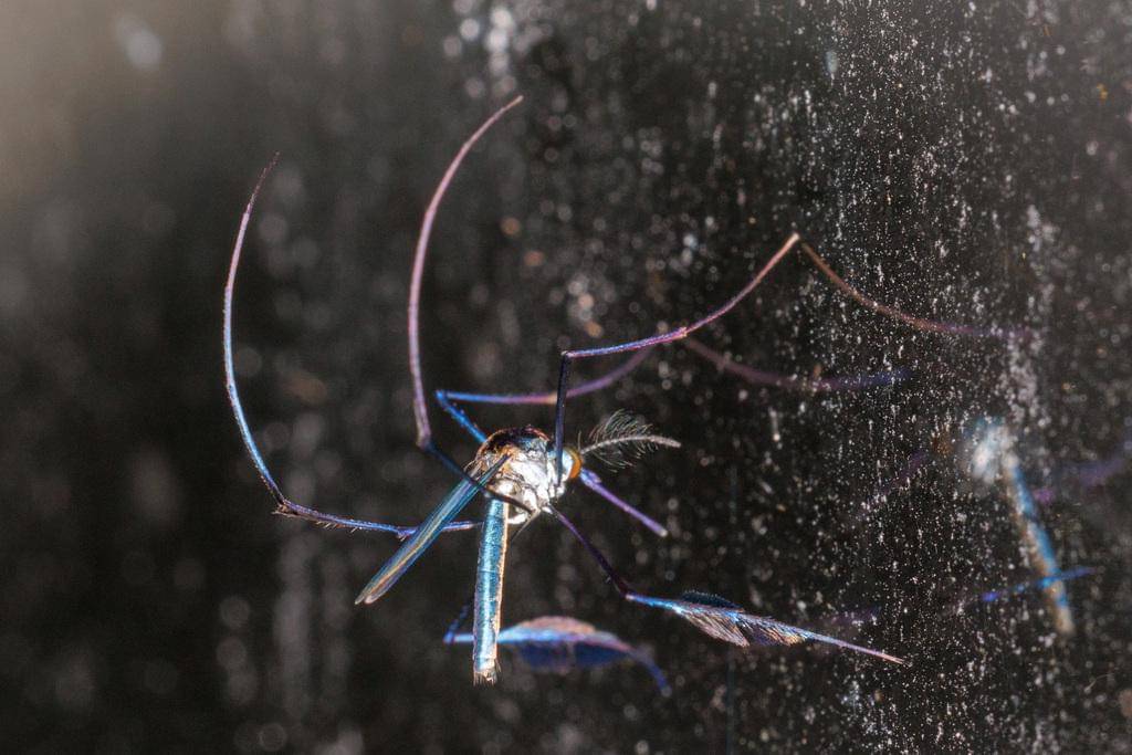 Sabethes cyaneus