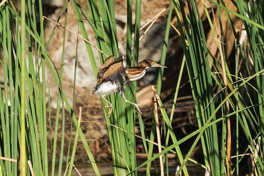 bambangan kerdil melompat
