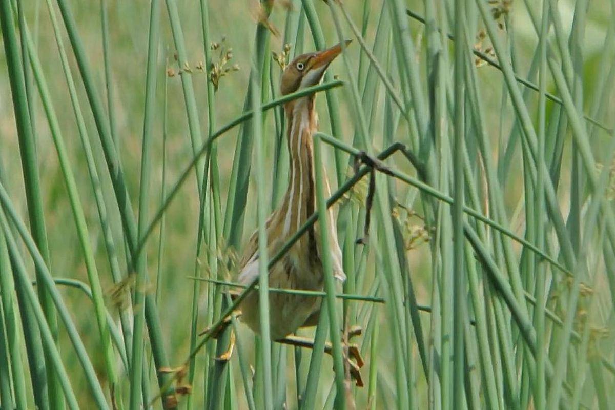 bambangan kerdil memanjat alang-alang