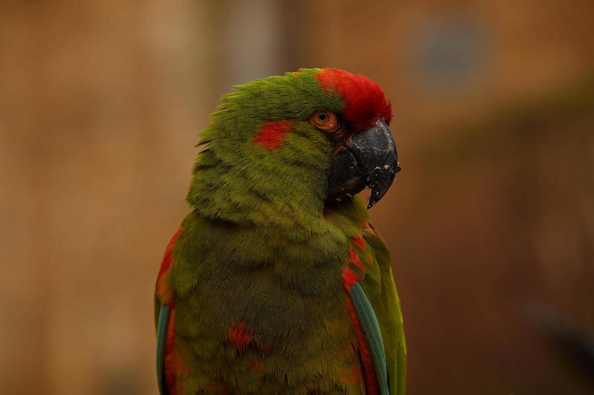 burung red-fronted macaw