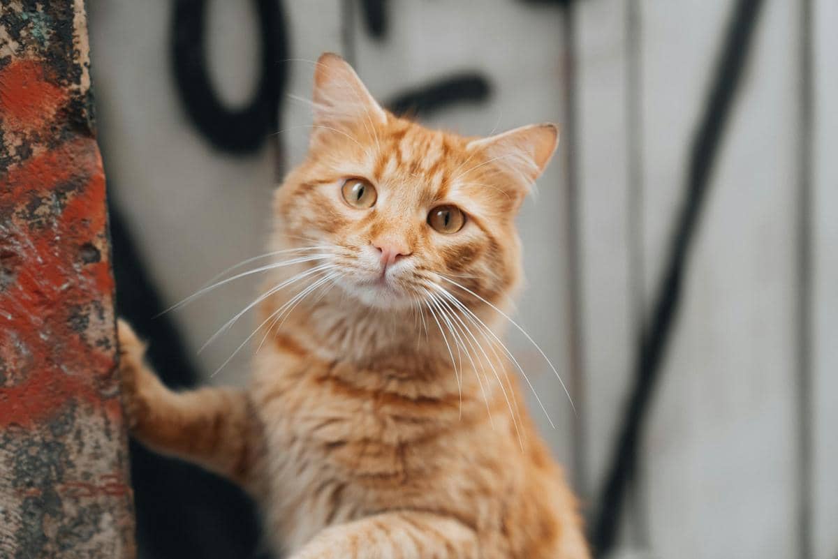 kucing oranye sedang menatap