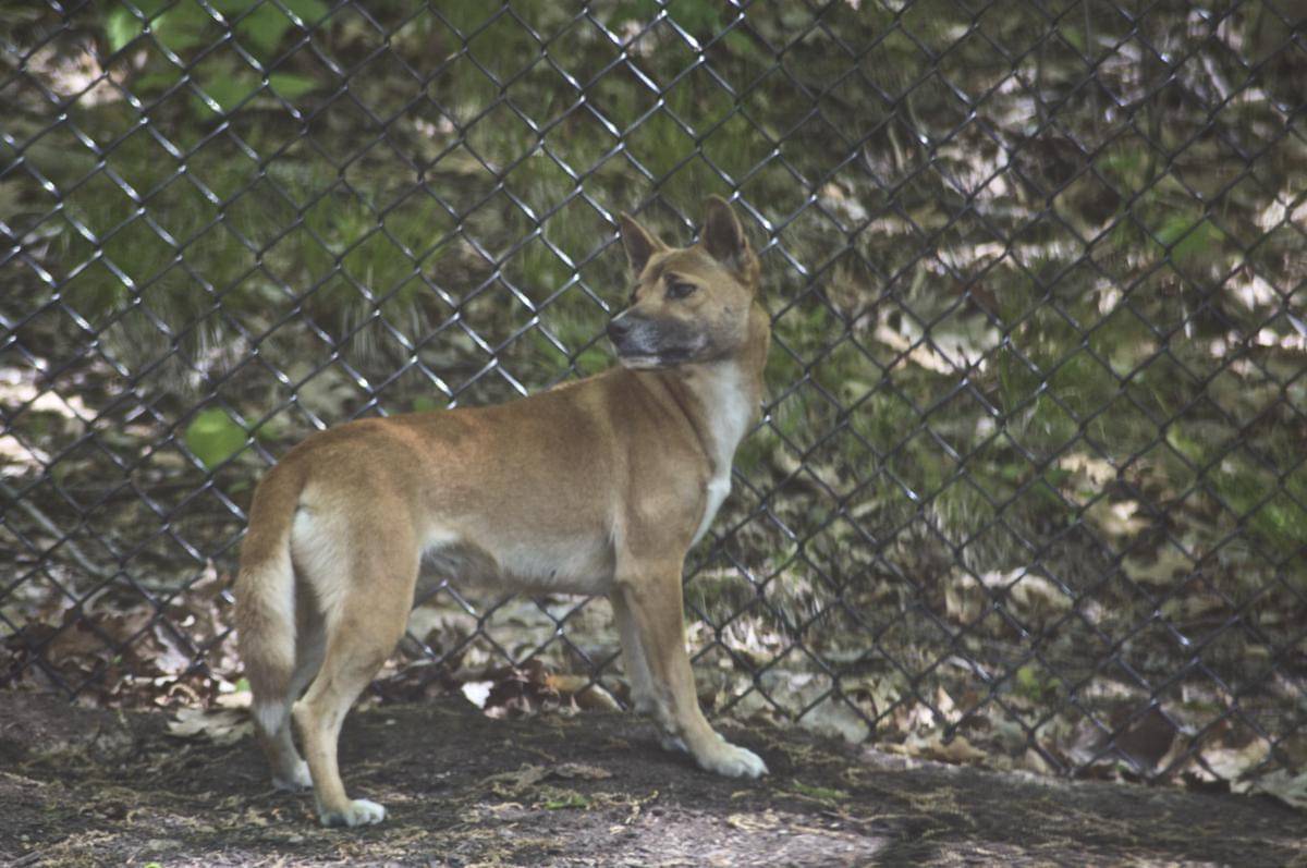 Anjing bernyanyi nugini 