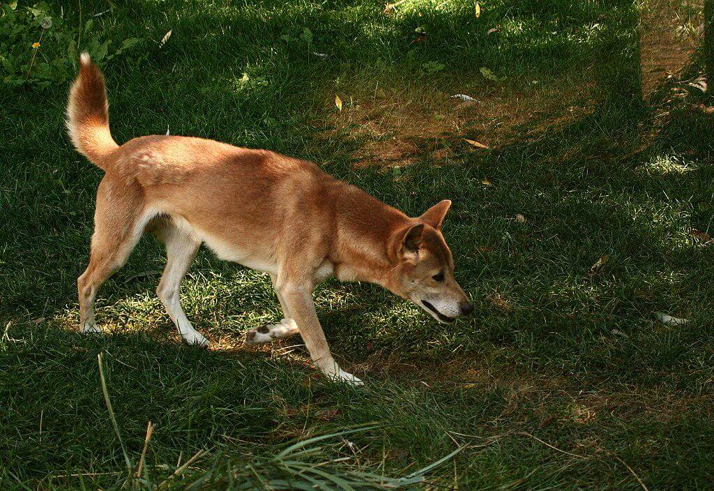 Anjing bernyanyi nugini