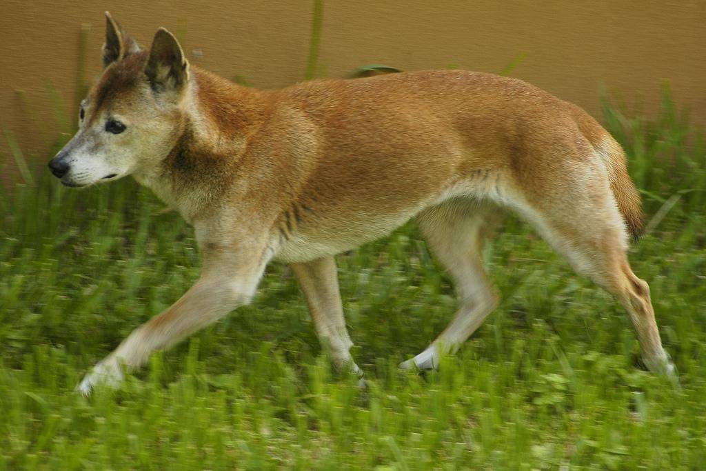 Anjing bernyanyi nugini