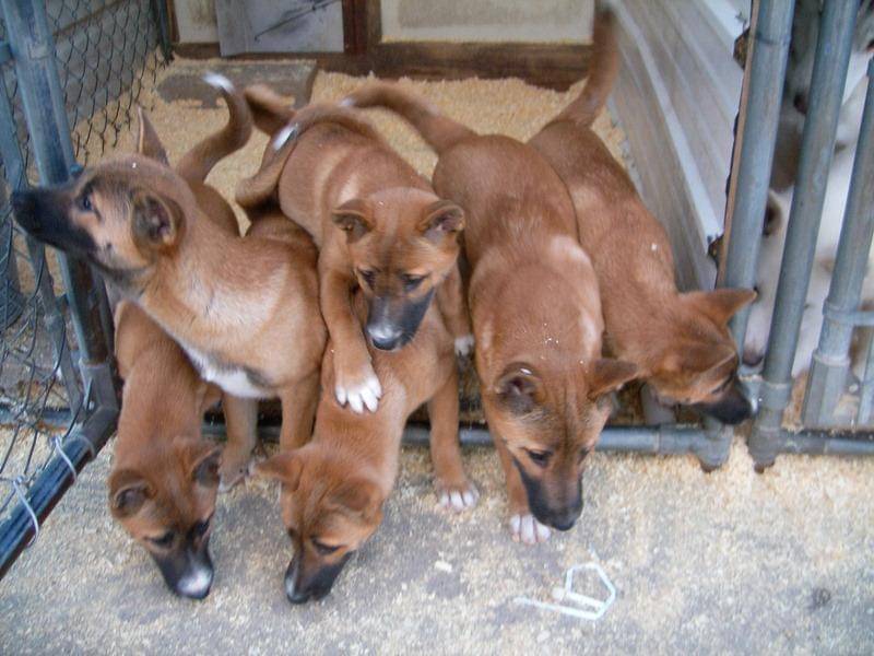 Anjing bernyanyi nugini