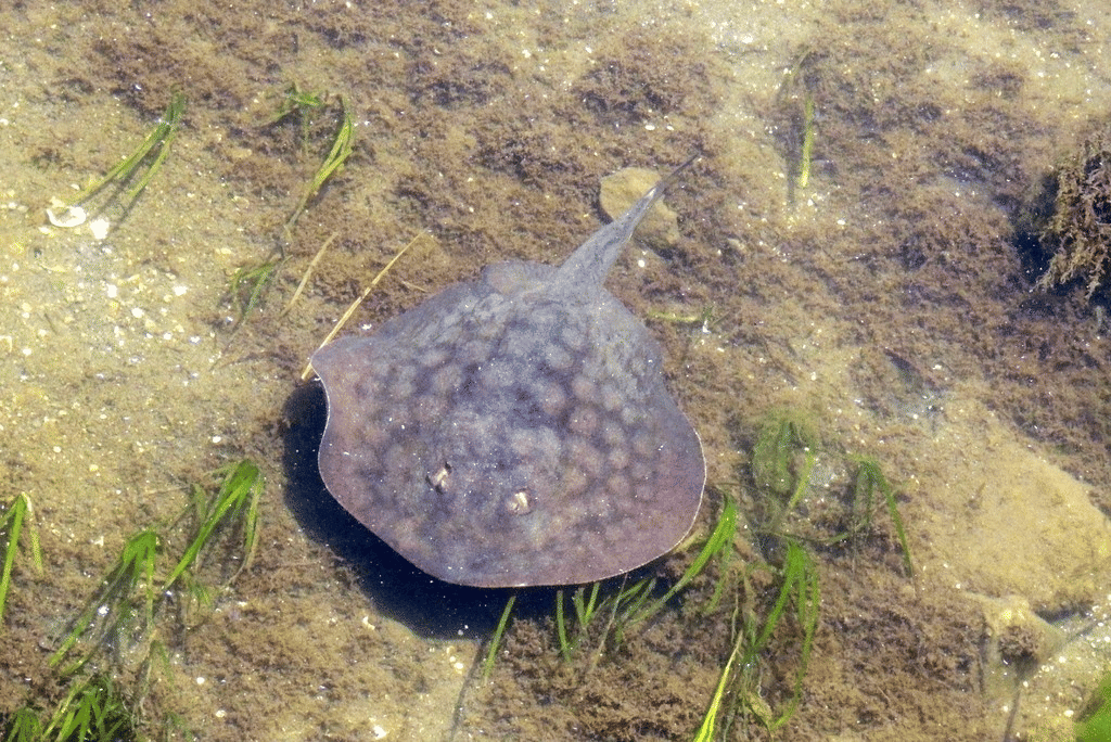 ikan pari bulat