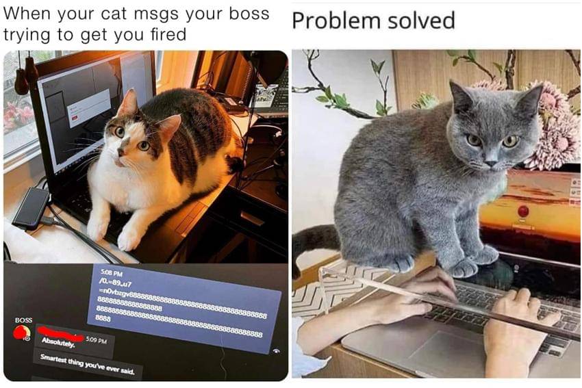 kolase meme kucing di depan laptop