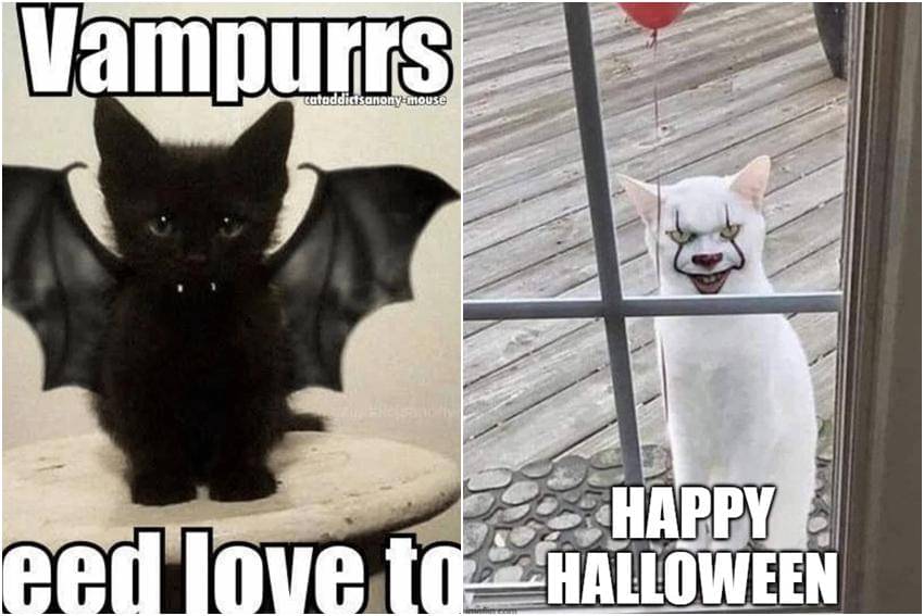 kolase meme kucing tentang Halloween
